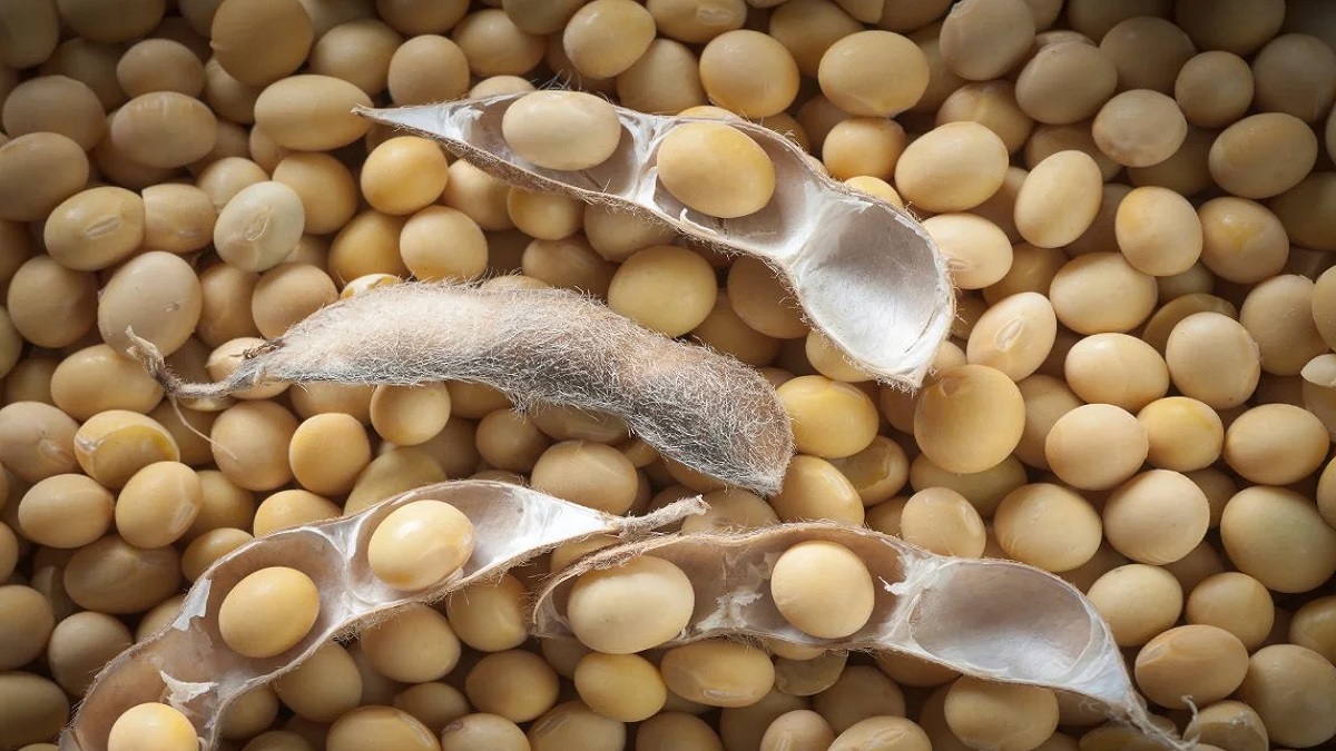 Soybean big issue in Maharashtra election