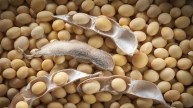 Soybean big issue in Maharashtra election