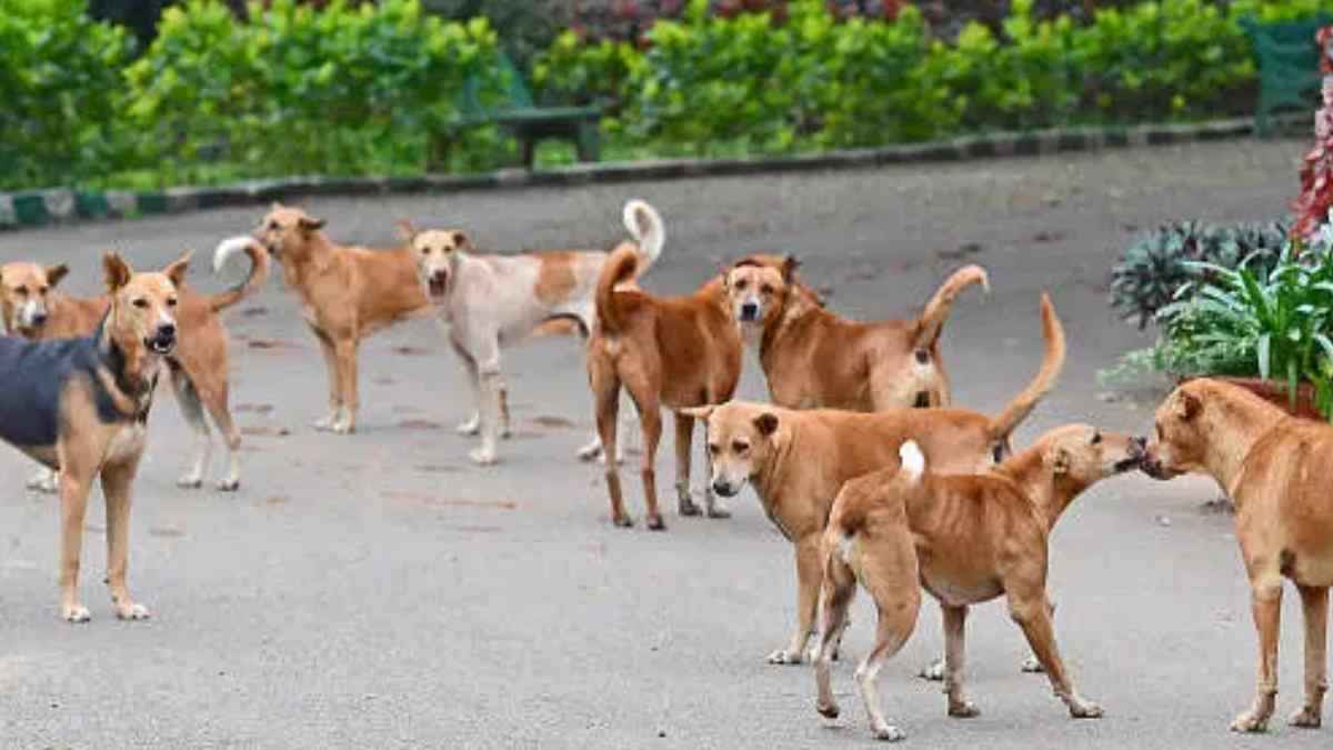 Street Dogs