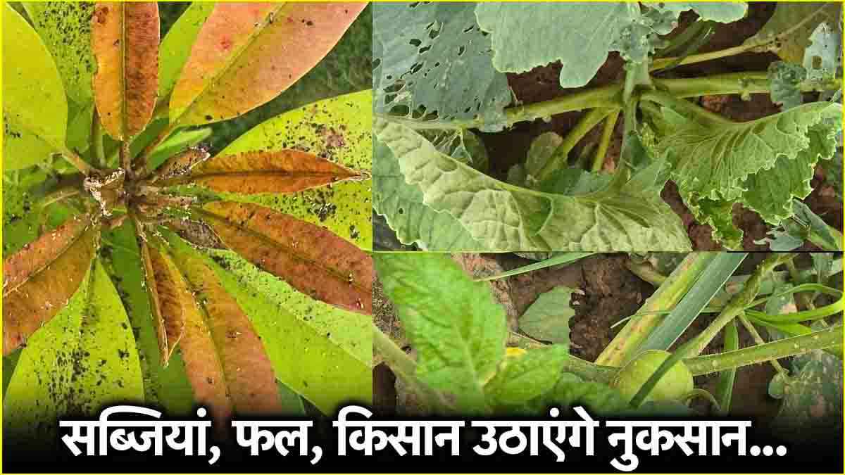 Air Pollution का सब्जियों पर असर! जानें पंजाब-हरियाणा के किसानों को कैसे झेलना पड़ रहा नुकसान?