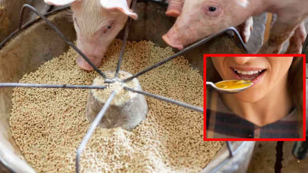 Woman eat pig feed diet