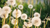 Dandelion Benefits