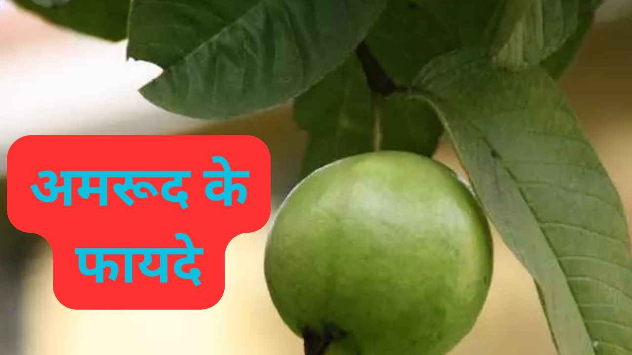Guava Benefits: 30 दिन तक लगातार करें अमरूद का सेवन, फिर देखें कमाल