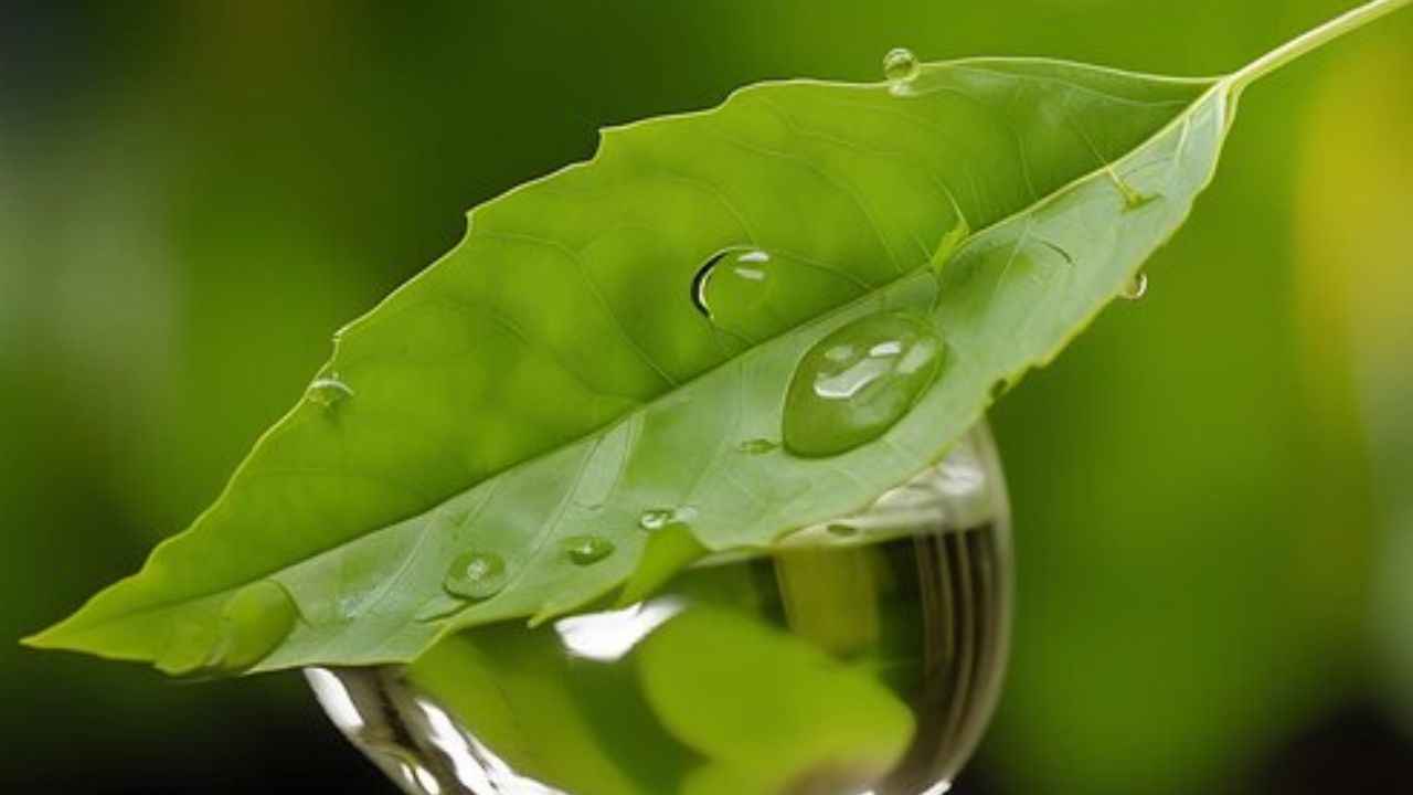 Curry Leaves Water Benefits: करी पत्ते के पानी से करें दिन की शुरुआत, कब्ज से लेकर पेट की कई समस्याएं रहेंगी दूर  