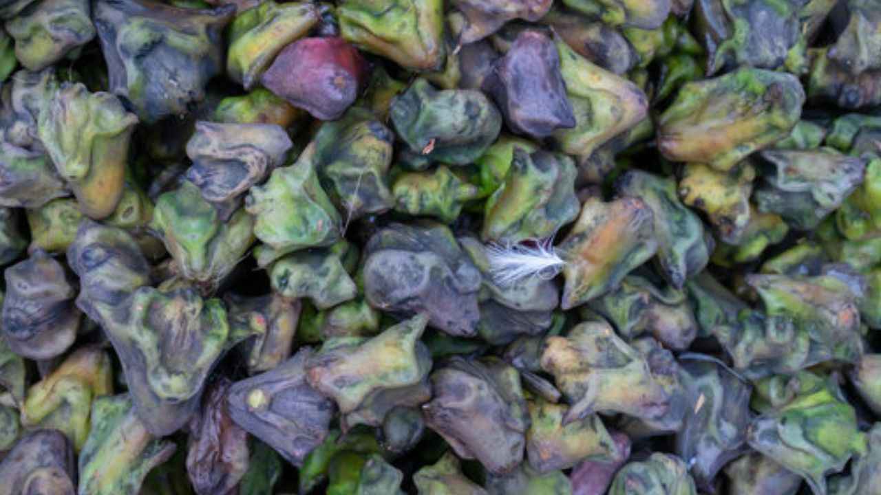 Water Chestnut Benefits: सर्दियों में रोज करें सिंघाड़े का सेवन, मोटापे से लेकर कैंसर की बीमारी रहेगी दूर
