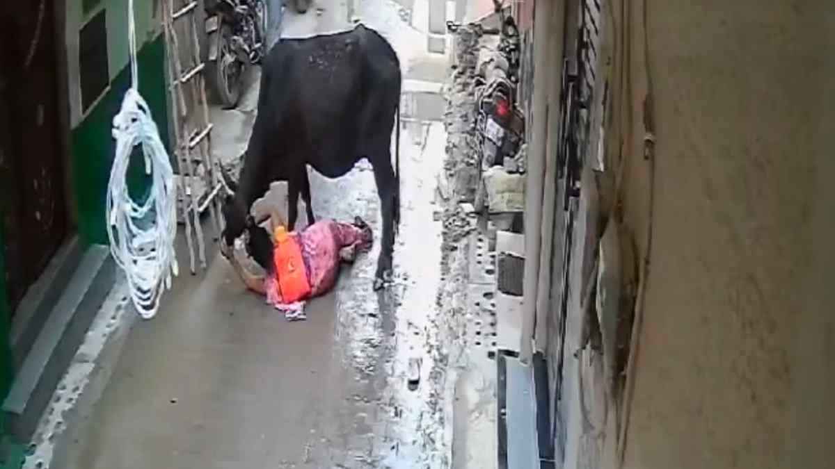 आंटी की सांड के साथ भिड़ंत का वीडियो वायरल,  हमला कर रहा था, ऐसे सिखाया सबक