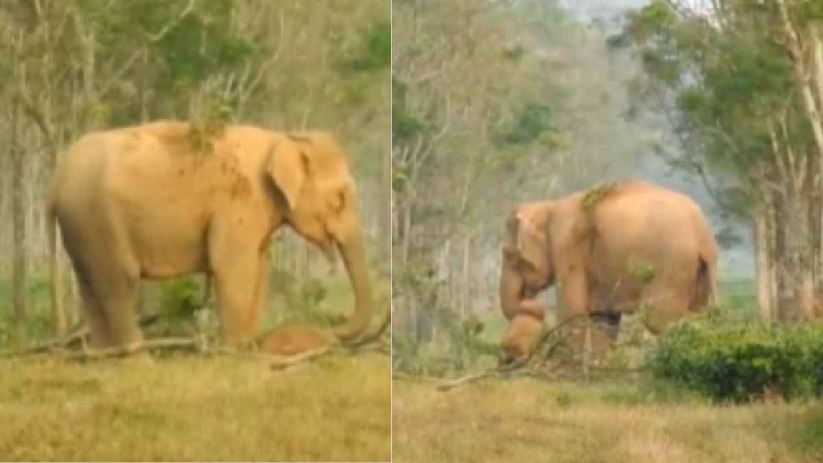 Watch Video: इस मां का ये वीडियो देखकर दहल जाएगा दिल, आंसू रोकना होगा मुश्किल
