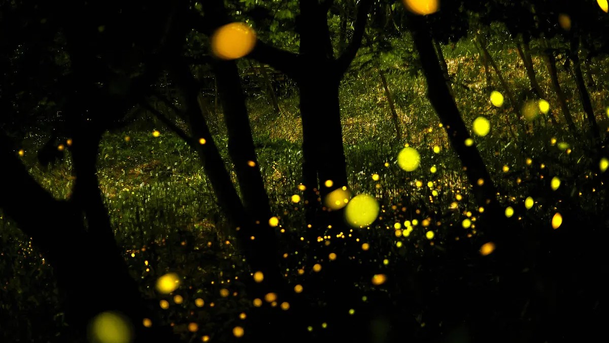 firefly 