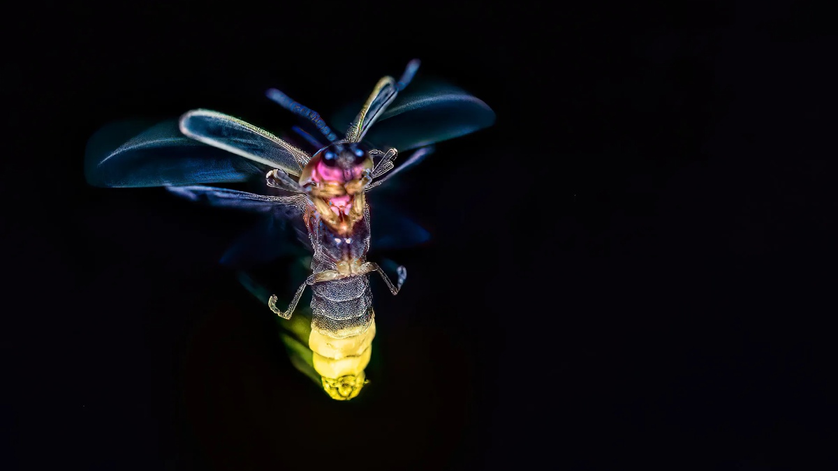 firefly 