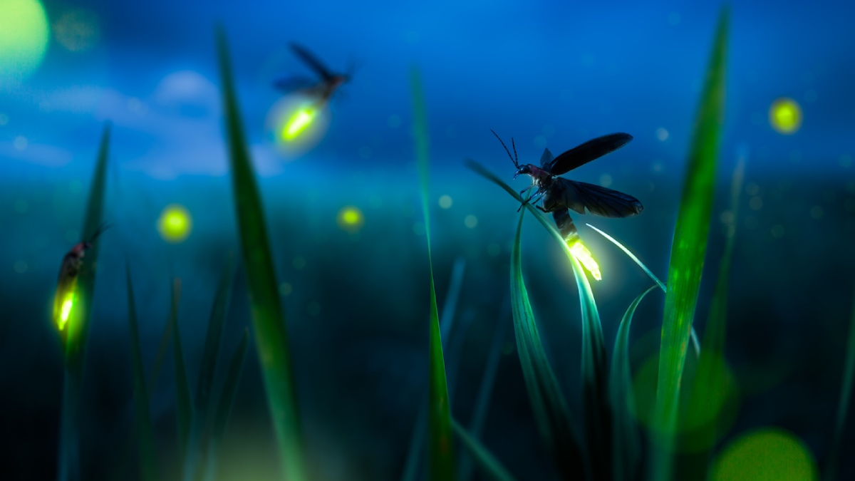 firefly 