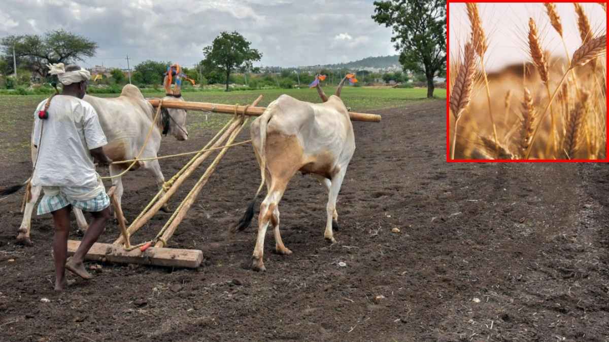 gujarat farmers