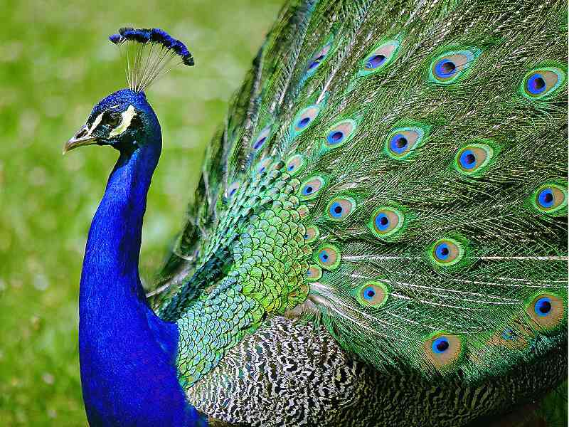 peacock-photo