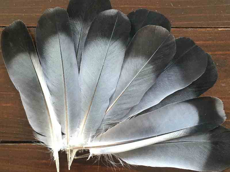 pigeon-feather