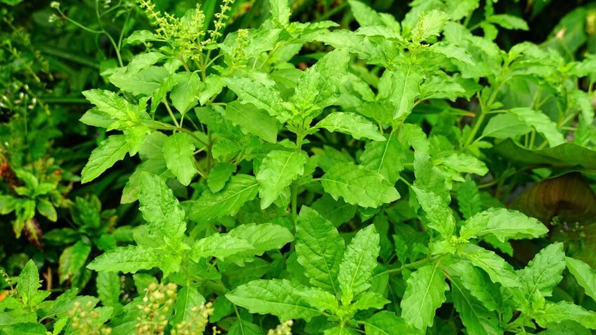 tulsi 