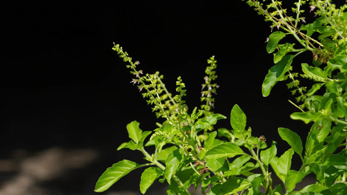 tulsi 