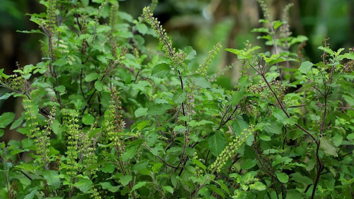 tulsi 