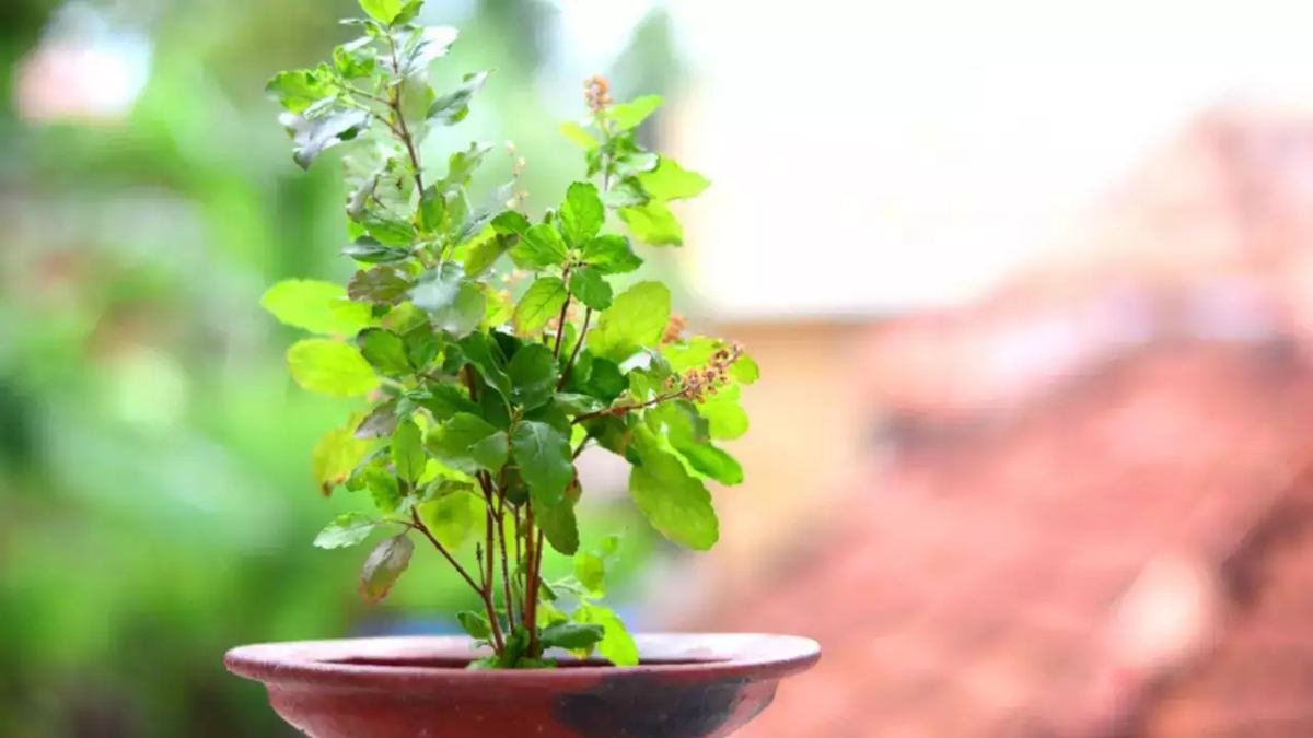 tulsi 