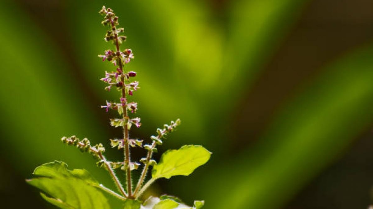 tulsi 