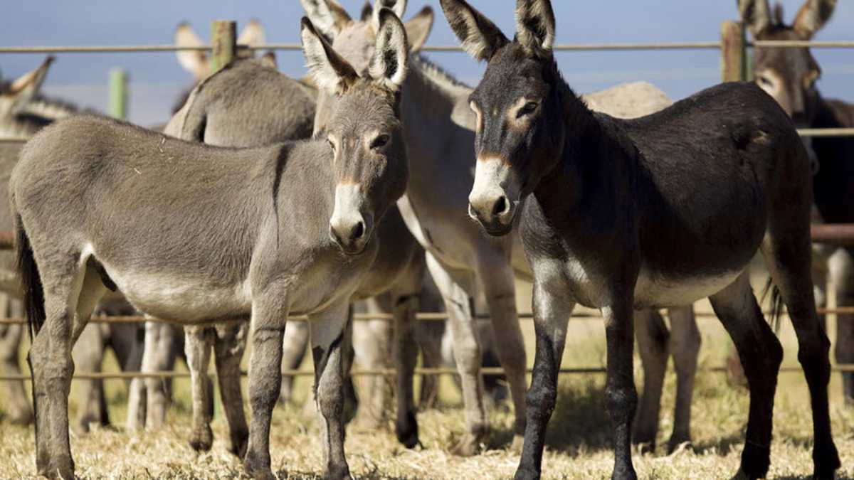 Diwali Donkey Fair, Chitrakoot, Aurangzeb