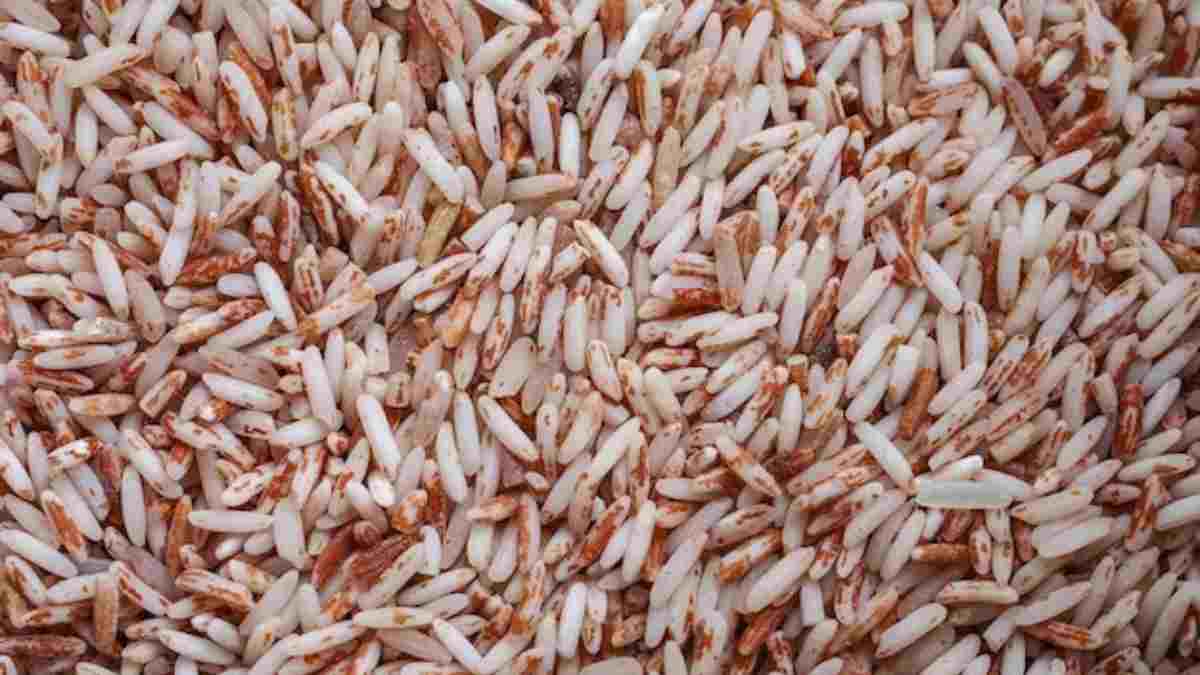 Rajamudi Rice