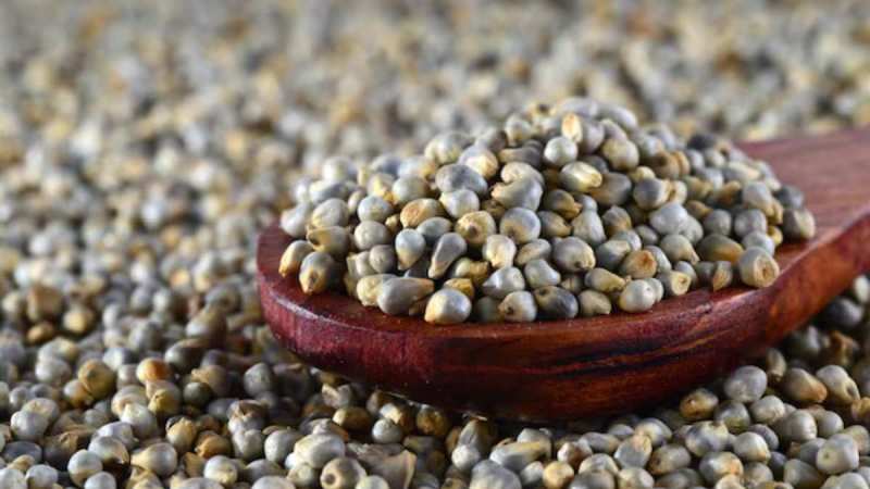 bajra side effects-1-2-3-4-5-6-7-8-9