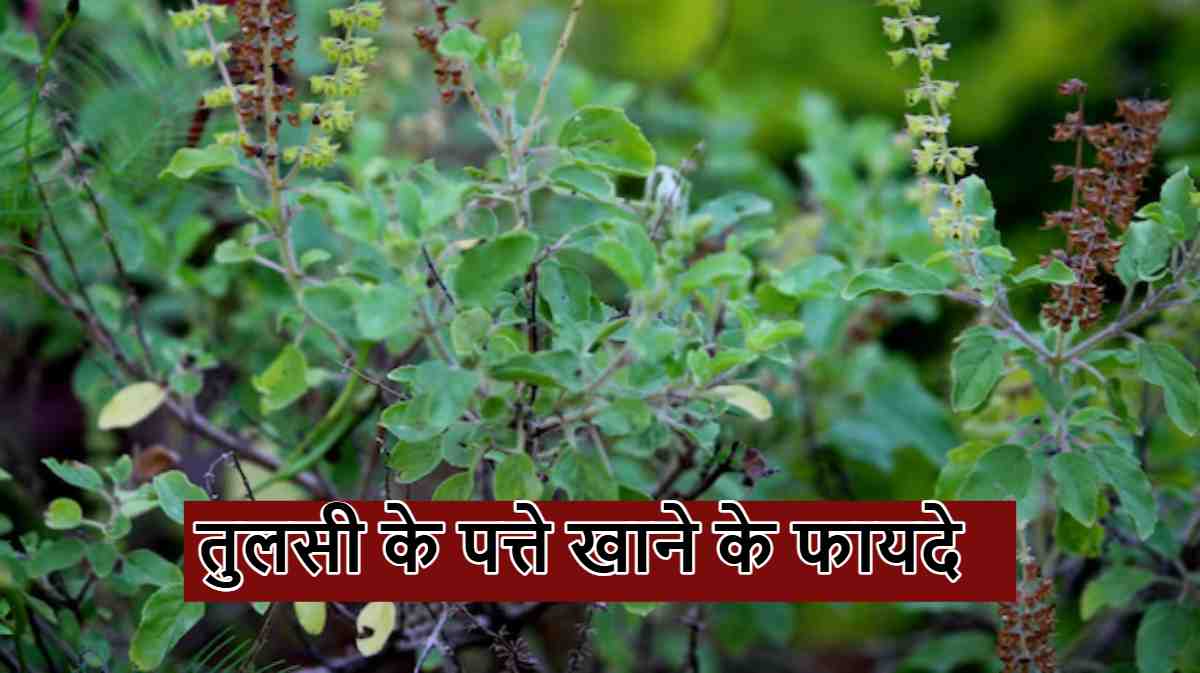 tulsi benefits