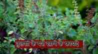 tulsi benefits