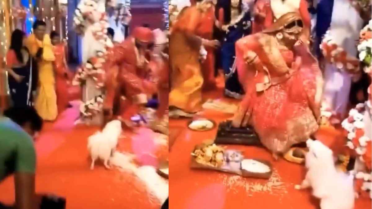 Video: शादी के मंडप से दुल्हन को कुत्ते ने दौड़ाया, लोग बोले, 'और देखो हम आपके हैं कौन...'