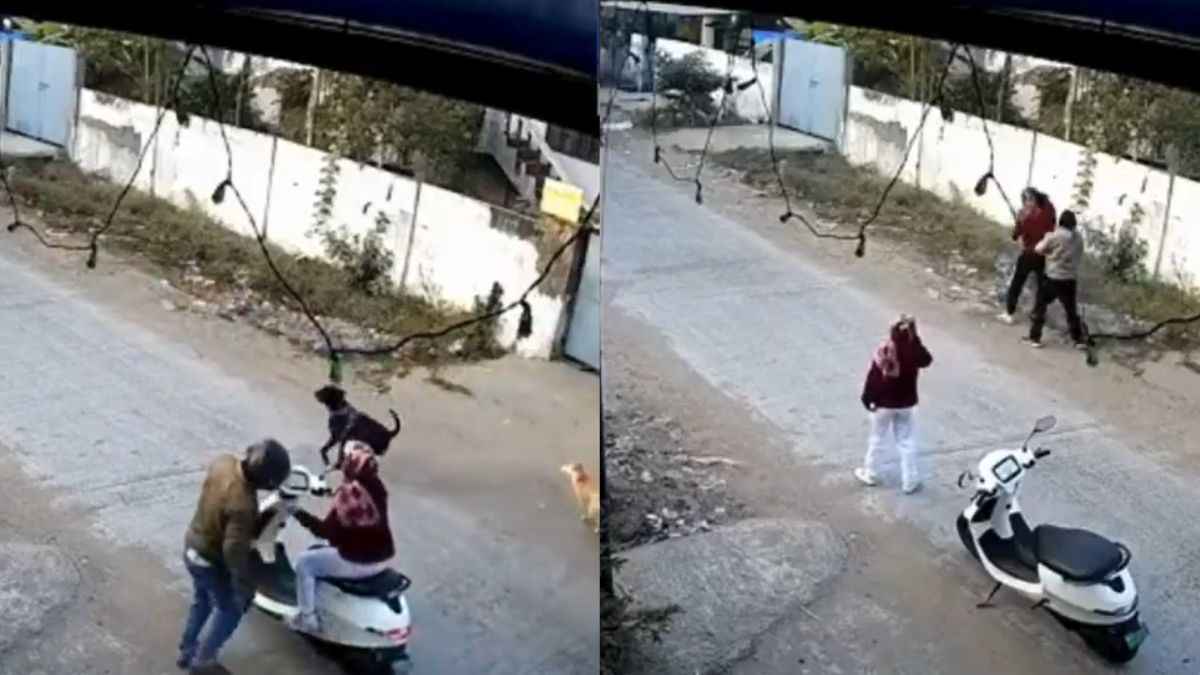 Viral Video: काटने दौड़े कुत्ते... स्कूटी सवार शख्स ने उठाया पत्थर, हो गई पिटाई