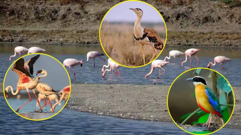 150 Species Migratory Birds in Kutch