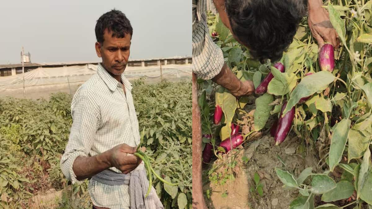 Bihar Farmer Earning in Lakhs From Vegetable Farming