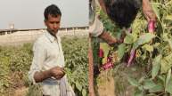 Bihar Farmer Earning in Lakhs From Vegetable Farming