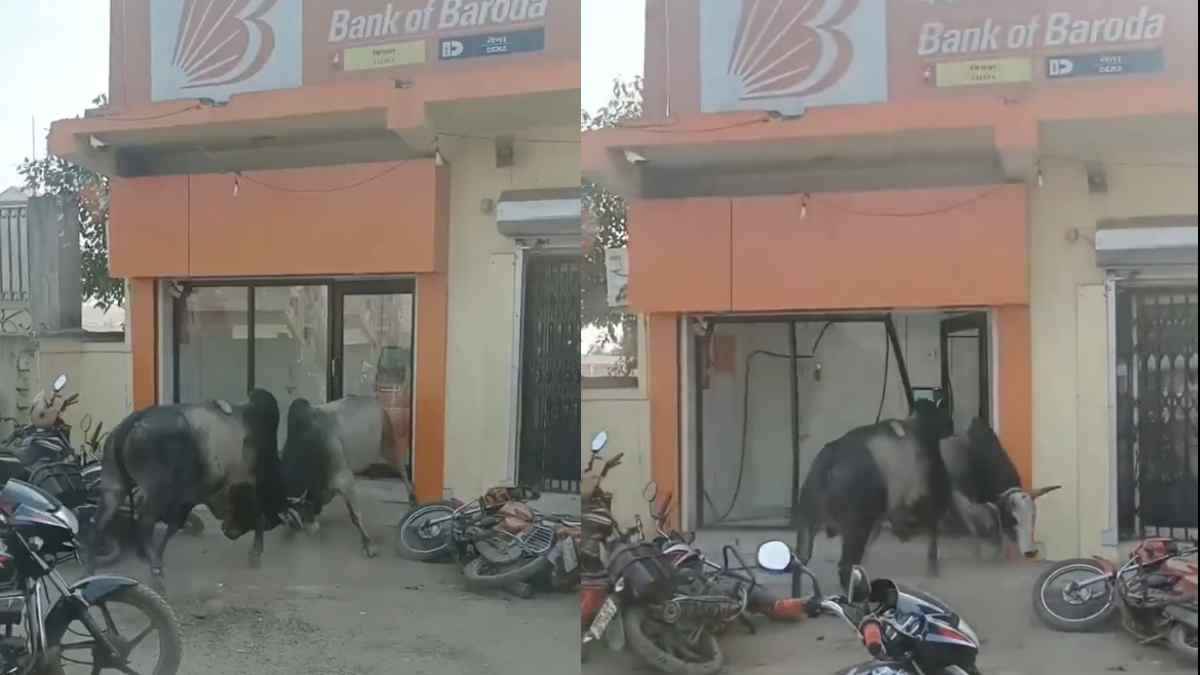 Bull Fight Bank ATM