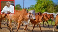 Chief Minister Gaumata Nutrition Scheme