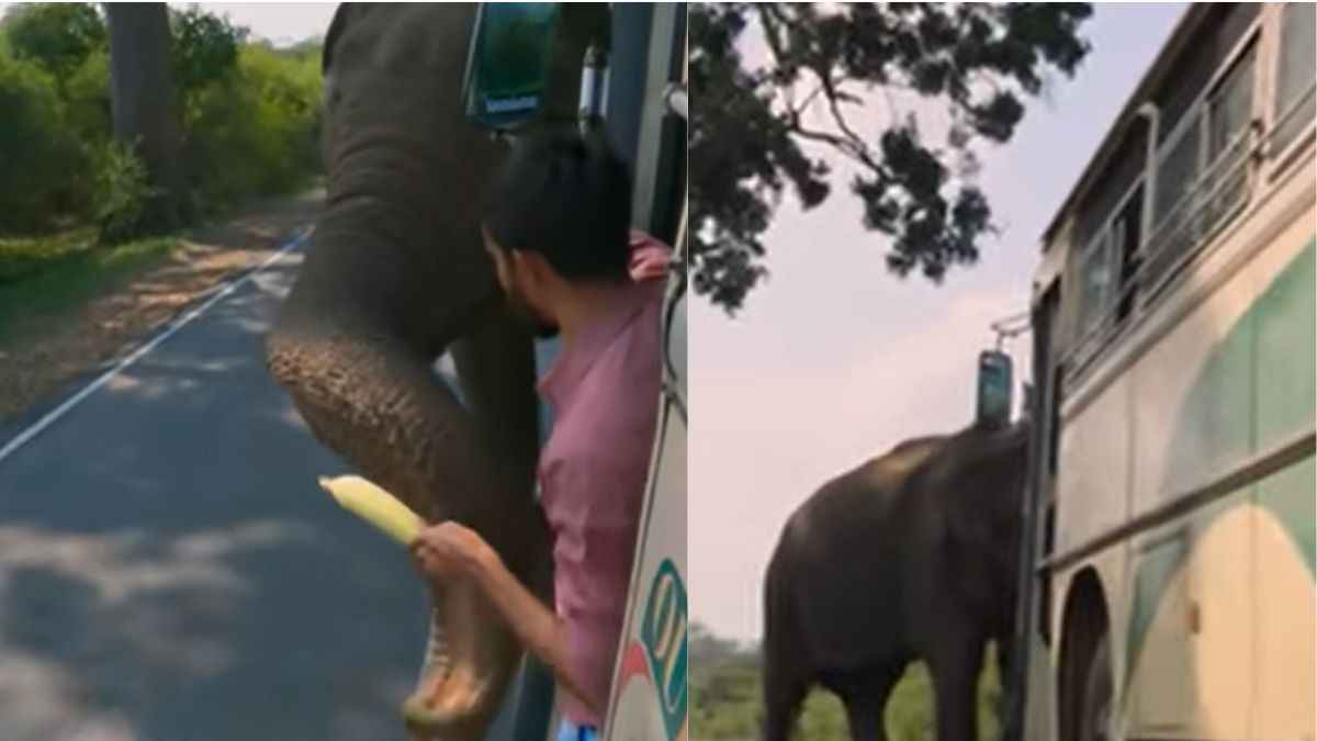 श्रीलंका के इस इलाके में इंसान नहीं हाथी ले रहा अनोखा 'टोल टैक्स', जानिए पूरा मामला