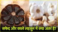 Black Garlic Benefits