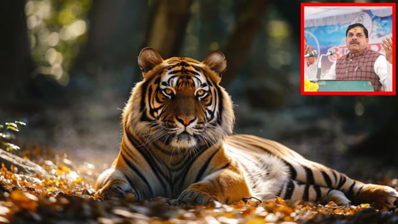 Madhya Pradesh Tiger News