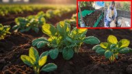 Organic Farming In Madhya Pradesh