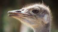 Ostrich