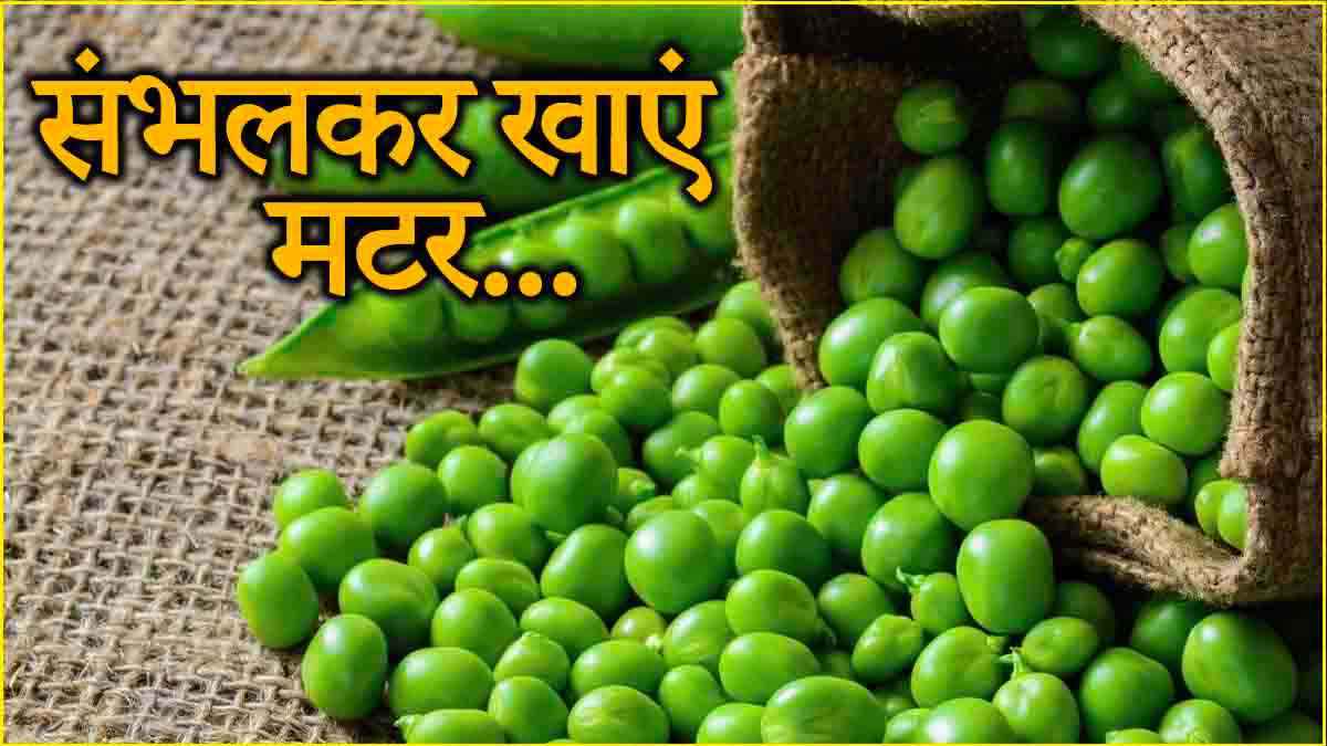 Peas Side Effects: हरे मटर को खाने के 5 नुकसान, किन्हें नहीं खाना चाहिए