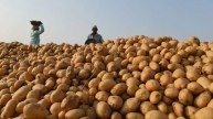 Potato Shortage In Bihar