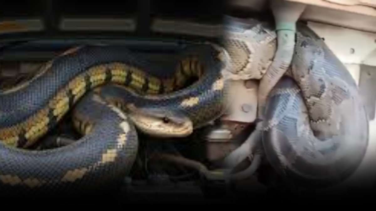 Python in Truck Engine In UP