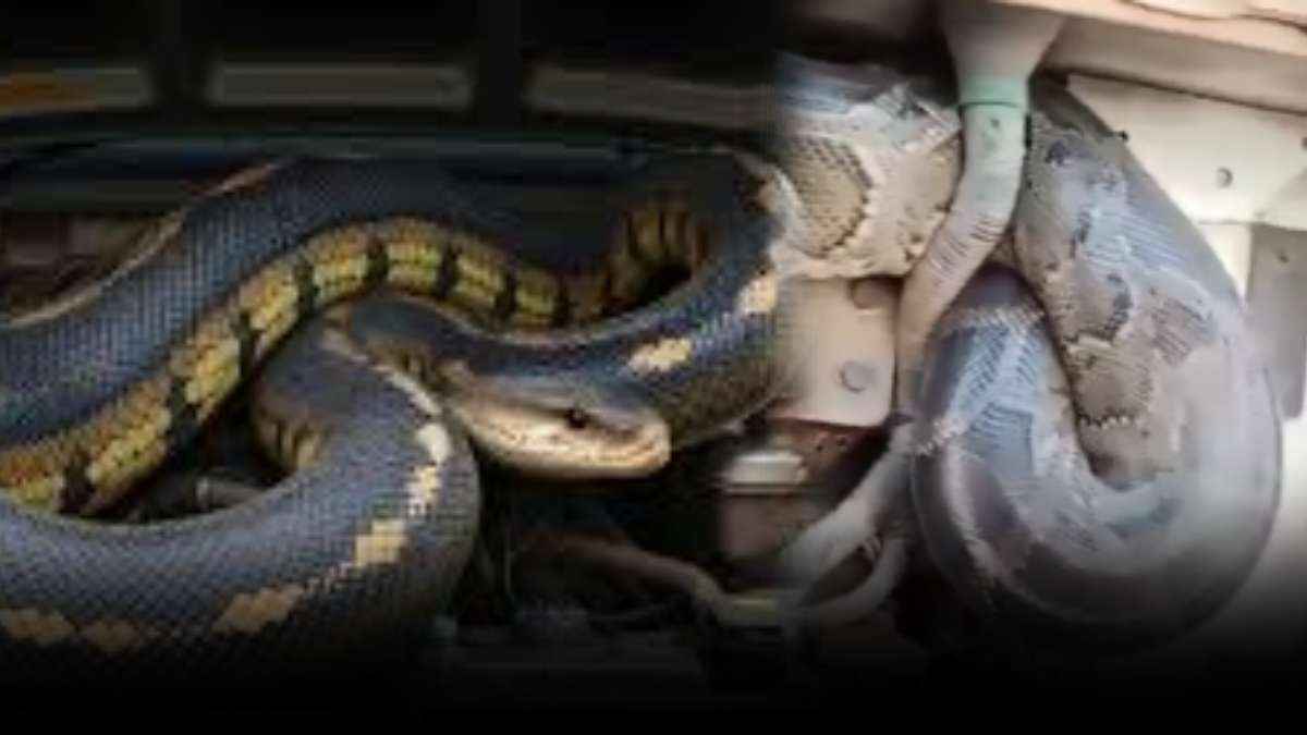 Python in Truck Engine In UP Python in Truck Engine In UP