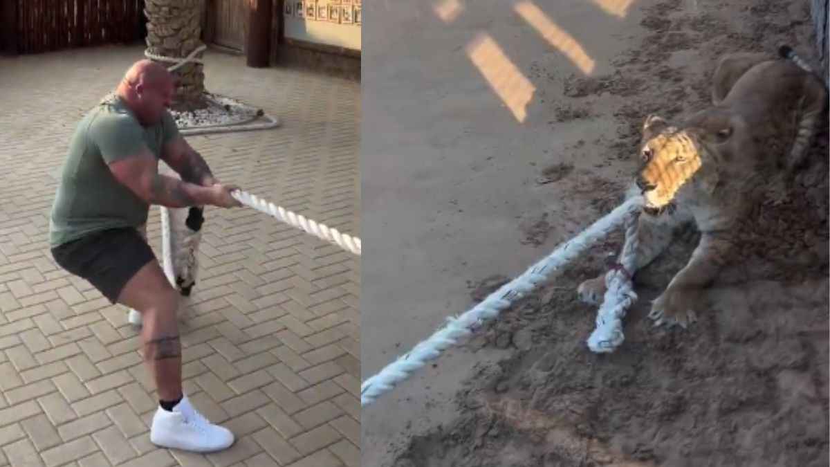 Video: शेरनी के सामने बॉडी बिल्डर ने आजमाई ताकत, जानें किसने किसे दी मात?