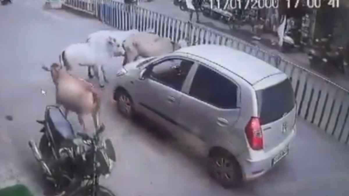 Viral Video Trending News (1)