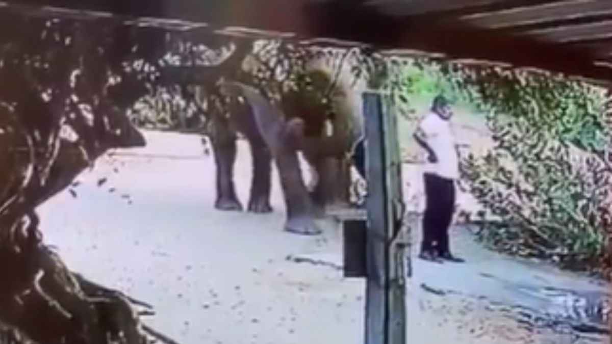 Viral Video: मदमस्त हाथी ने इंसान को किया ऐसा इशारा! यूजर ने सोशल मीडिया दिए मजेदार रिएक्शन