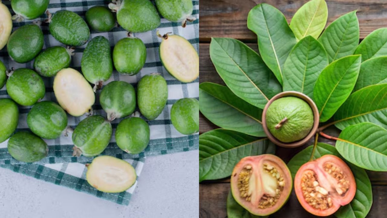 Guava Leaves Benefits