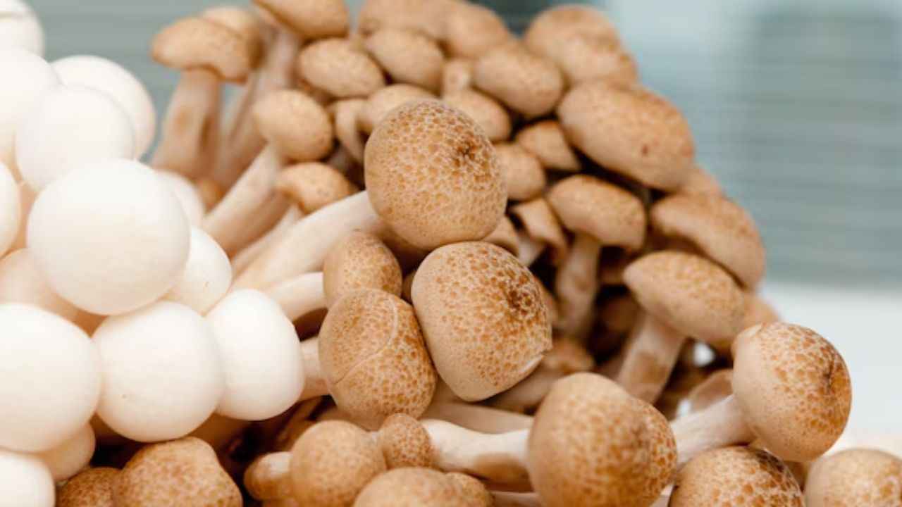 Mushroom Benefits: रोज करें अपनी डाइट में 5 मशरूम को शामिल, हार्ट अटैक से लेकर कैंसर तक से करता है बचाव