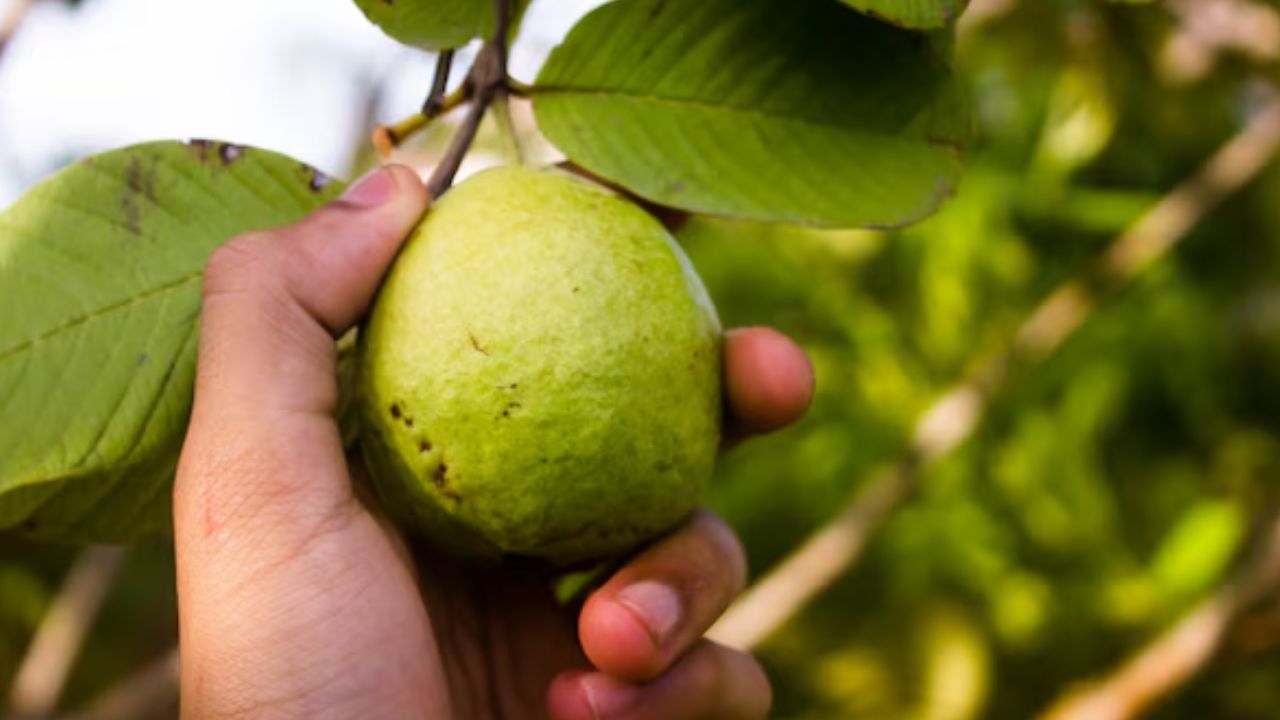 Guava Benefits