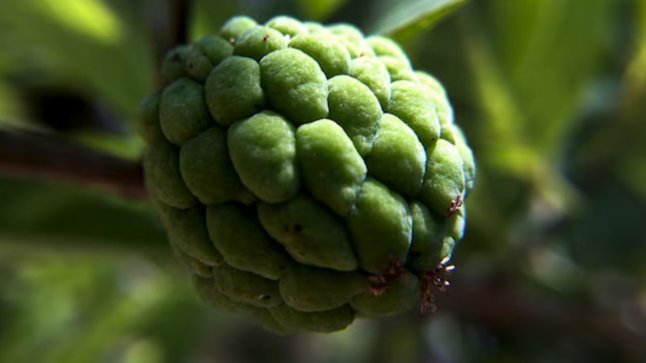 Custard Apple Benefits